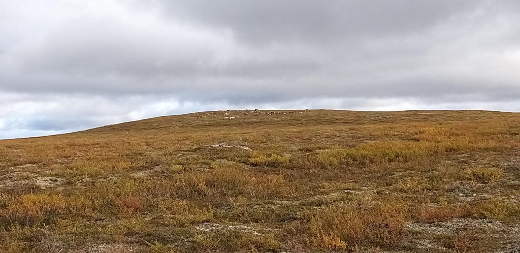 Ohjattu vaellus tunturissa. Avaruutta ja seikkailua.