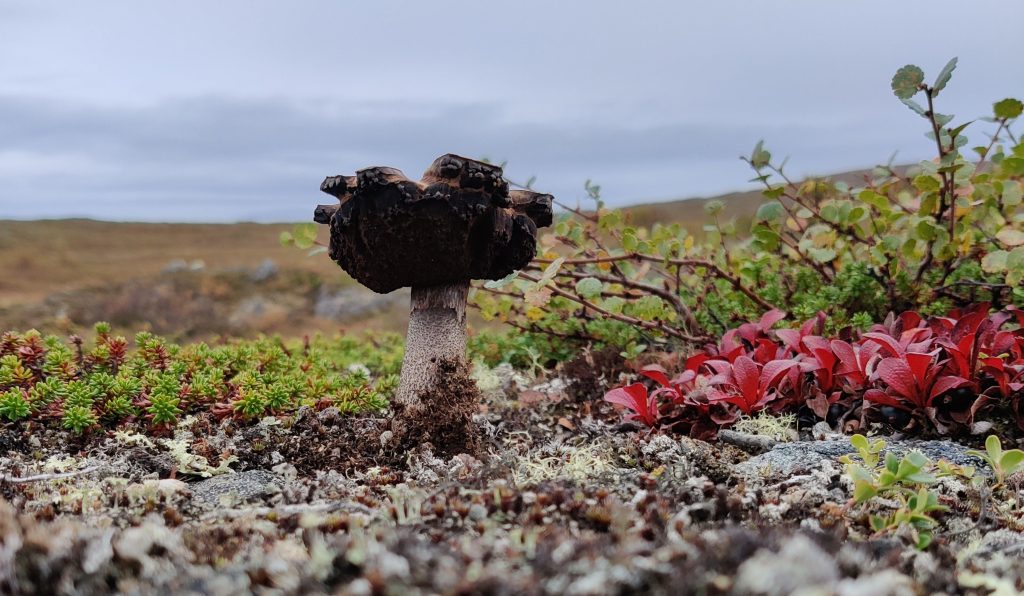 Ohjattu vaellus tunturissa. Avaruutta ja seikkailua.